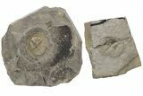 Trinucleid (Declivolithus) Trilobite With Pos/Neg #227871-1